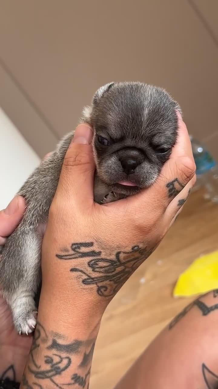 Pug dogs for sale: 7 Pug puppies  - Video 3