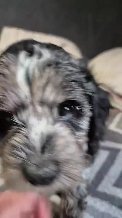 Cockapoo dogs for sale: Miniature cockapoo Puppy ready now - Video 4