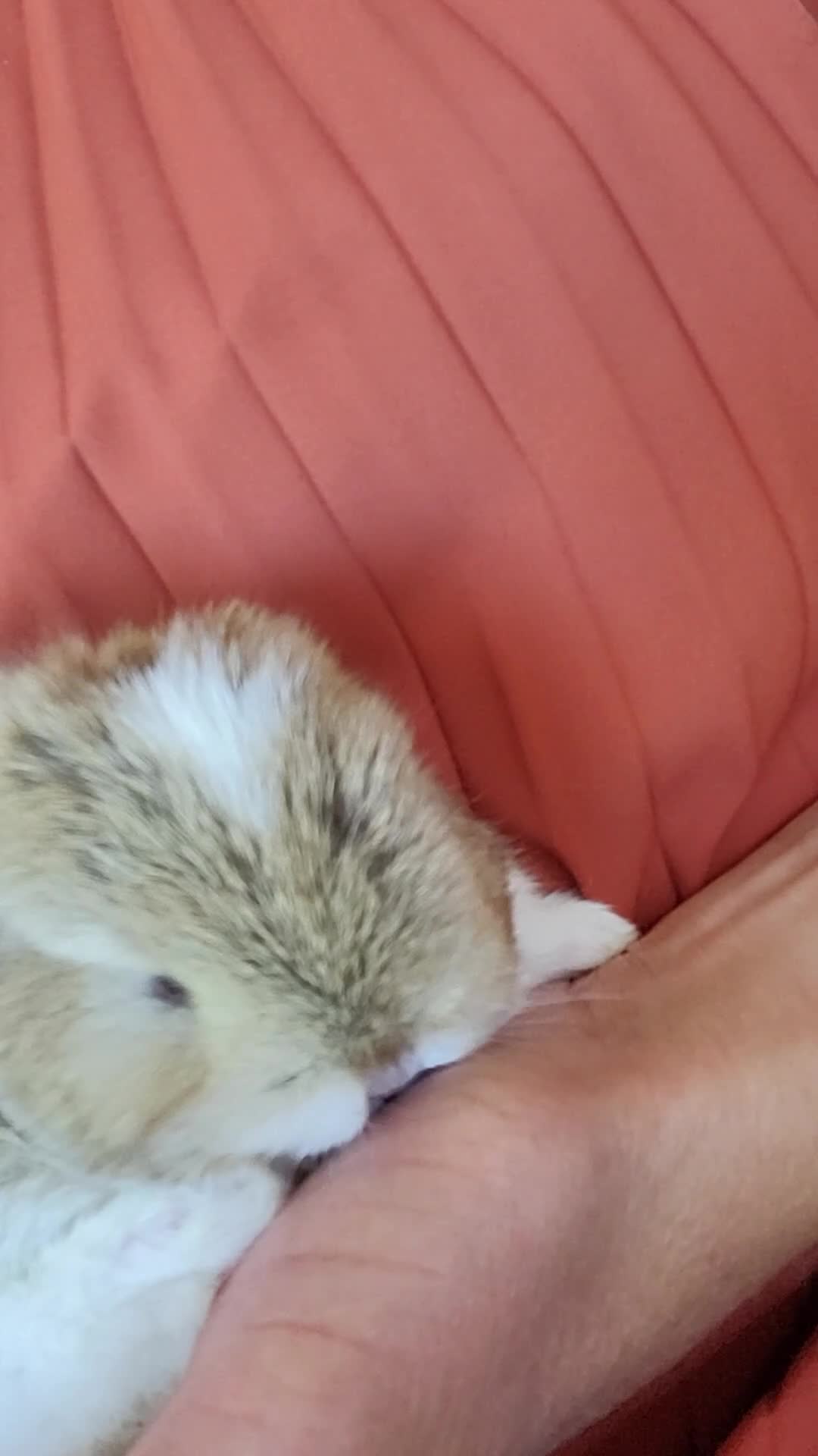 Mini Lop rabbits for sale: Mini Lop Bunny Ready for reserve amazing colour - Video 1