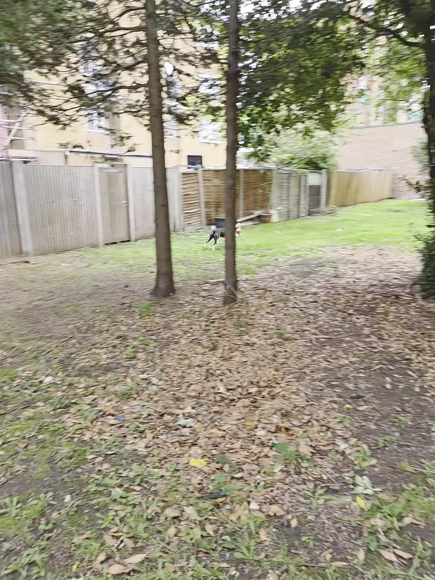 Mixed Breed dogs for sale: 2 year old Staffy x Pit Rocky. Needs loving home. - Video 1