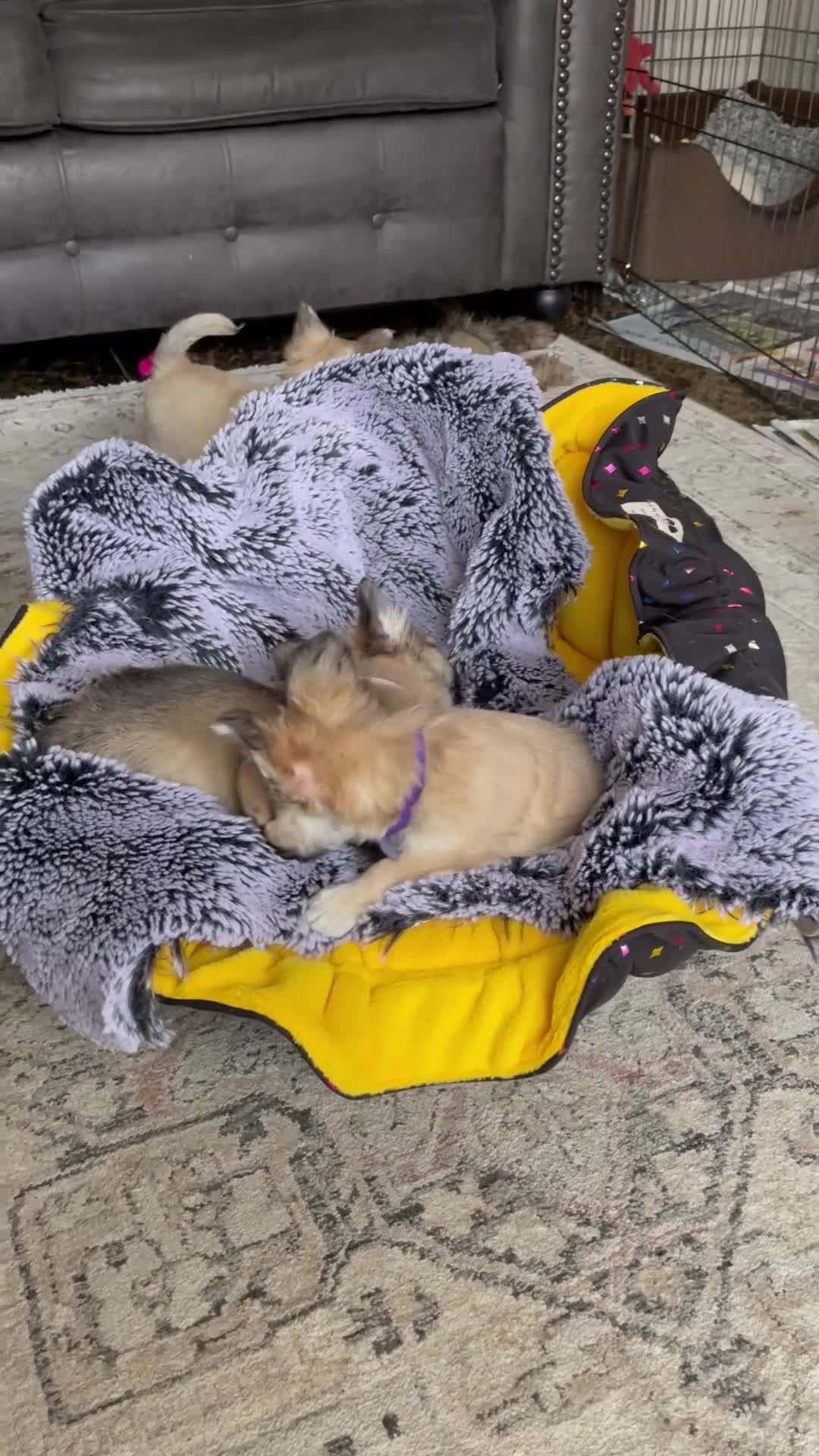 Chihuahua dogs for sale: Chihuahua long coat female puppies  - Video 1