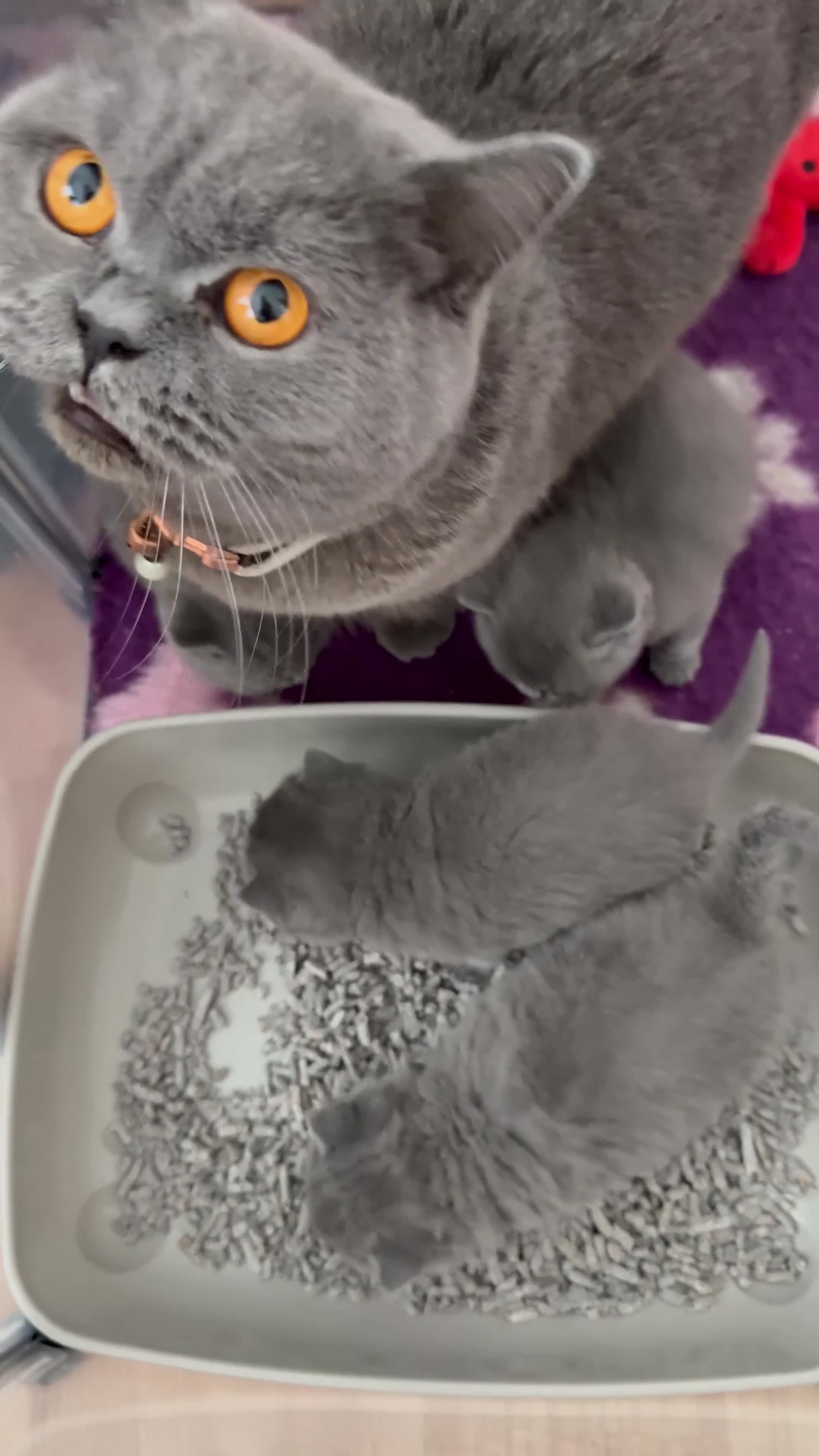British Shorthair cats for sale: British Shorthair Blue kittens-GCCF Lines - Video 3