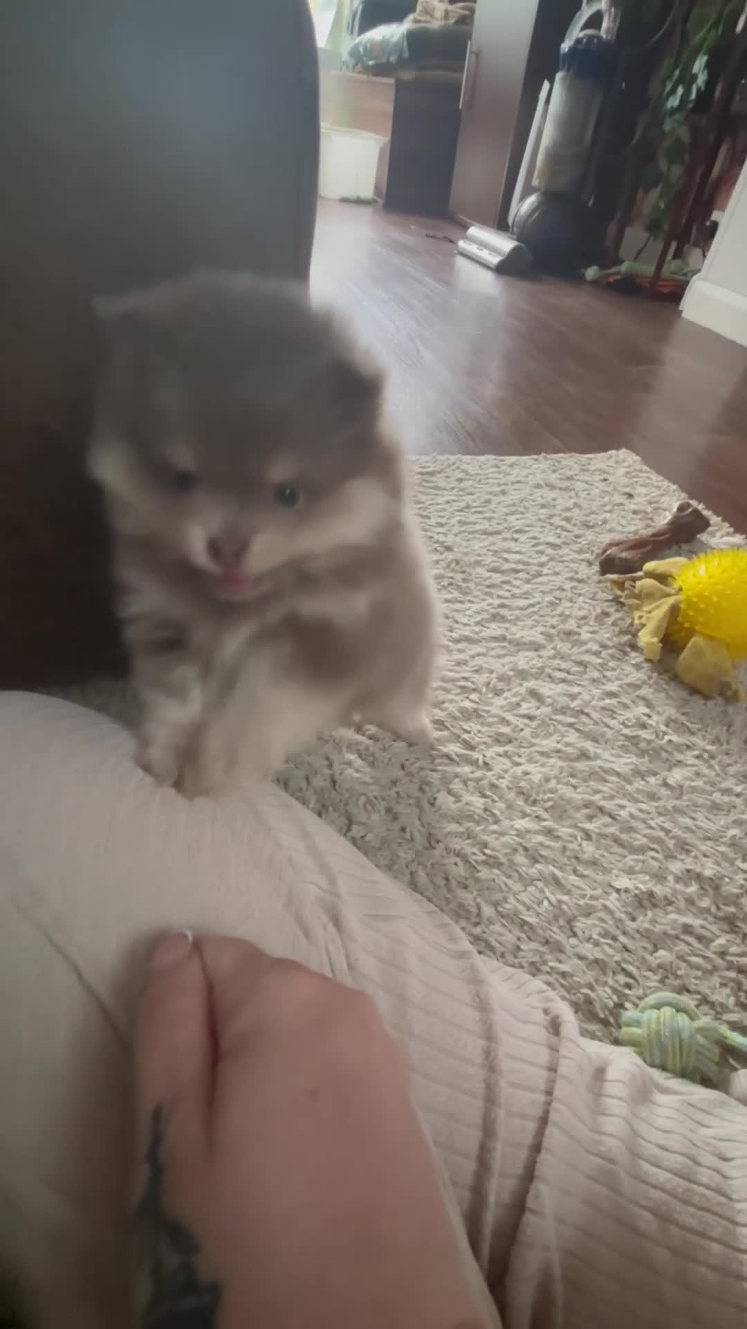 Pomeranian dogs for sale: Last Lilac KC Pomeranian Puppy  - Video 1