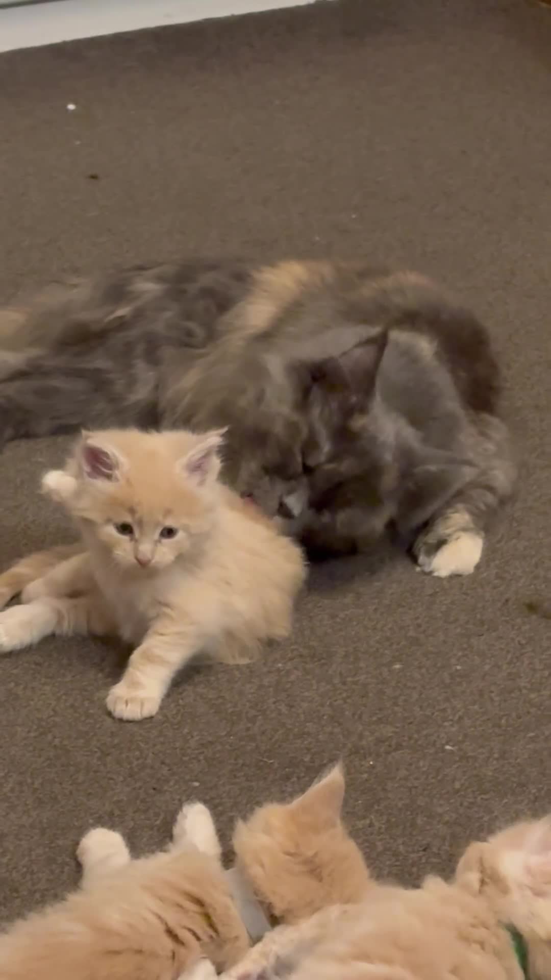 Maine Coon cats for sale: 3 cream girl Maine coon Kittens - Video 1