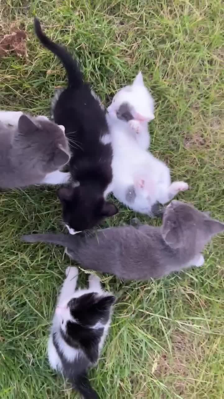 Mixed Breed cats for sale: Very cute babies  in Bedford - Video 1
