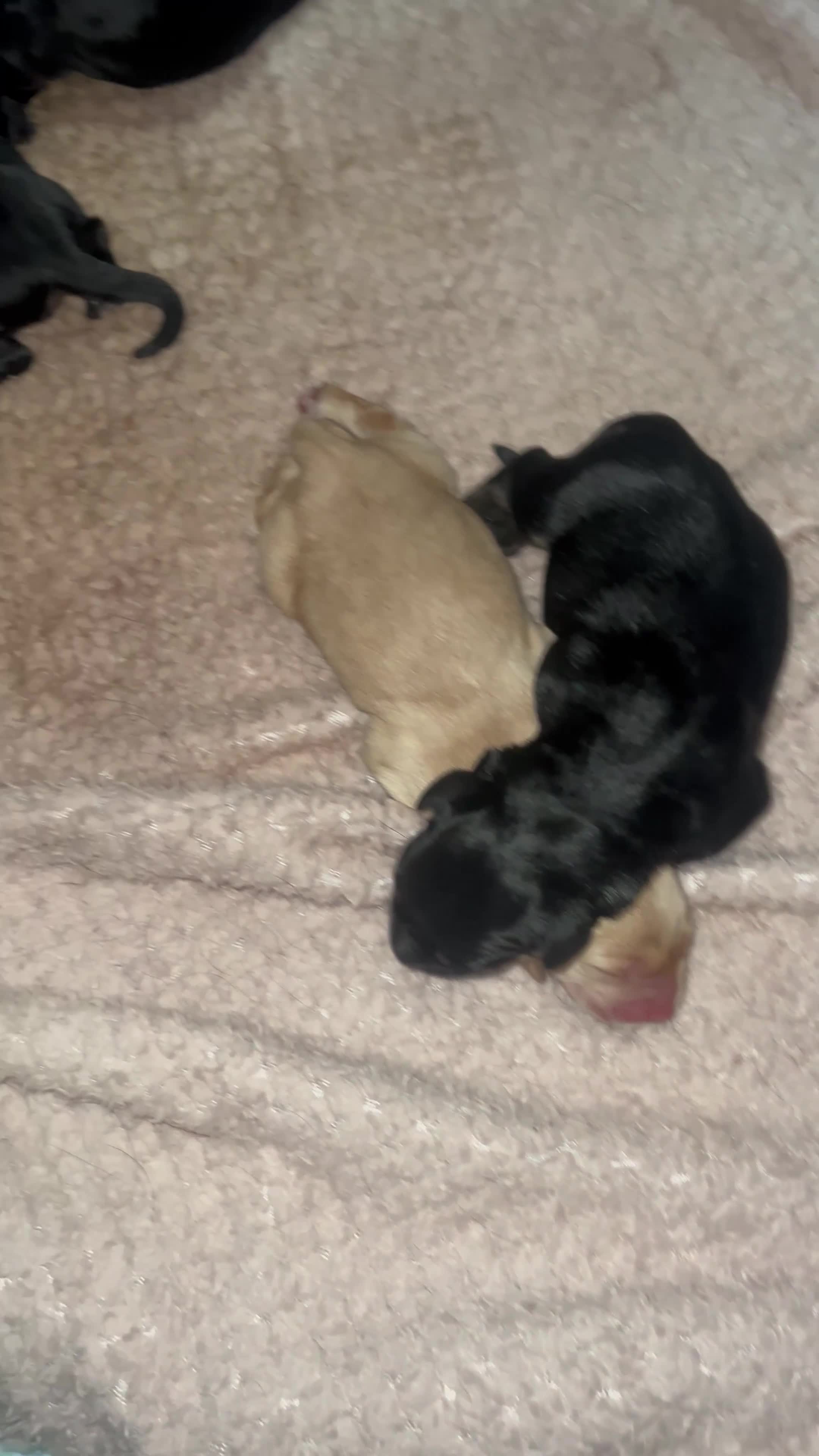Mixed Breed dogs for sale: Puppies  - Video 2