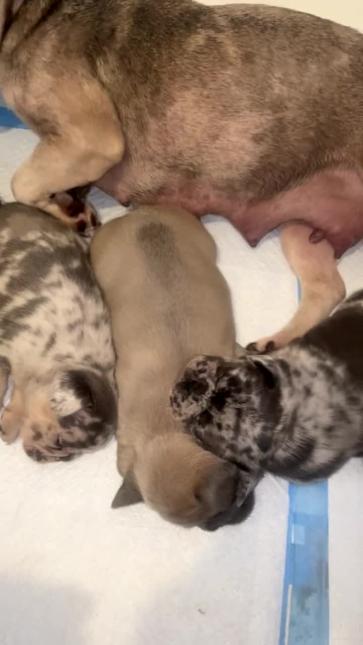 French Bulldog dogs for sale: Beautiful French bulldog puppies  - Video 2
