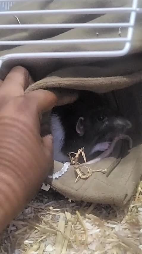 Rat rodents for sale: Male rat for sale! - Video 1