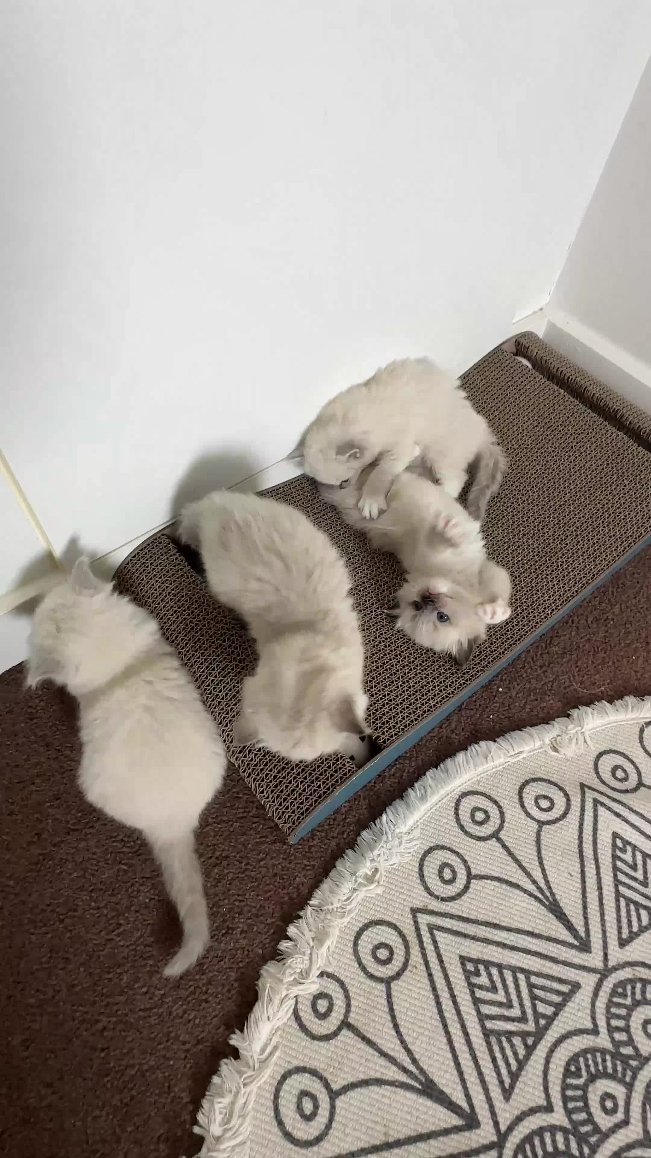 Ragdoll cats for sale: 🫶🏻Stunning Ragdoll Kittens–Ready to Reserve Now - Video 1