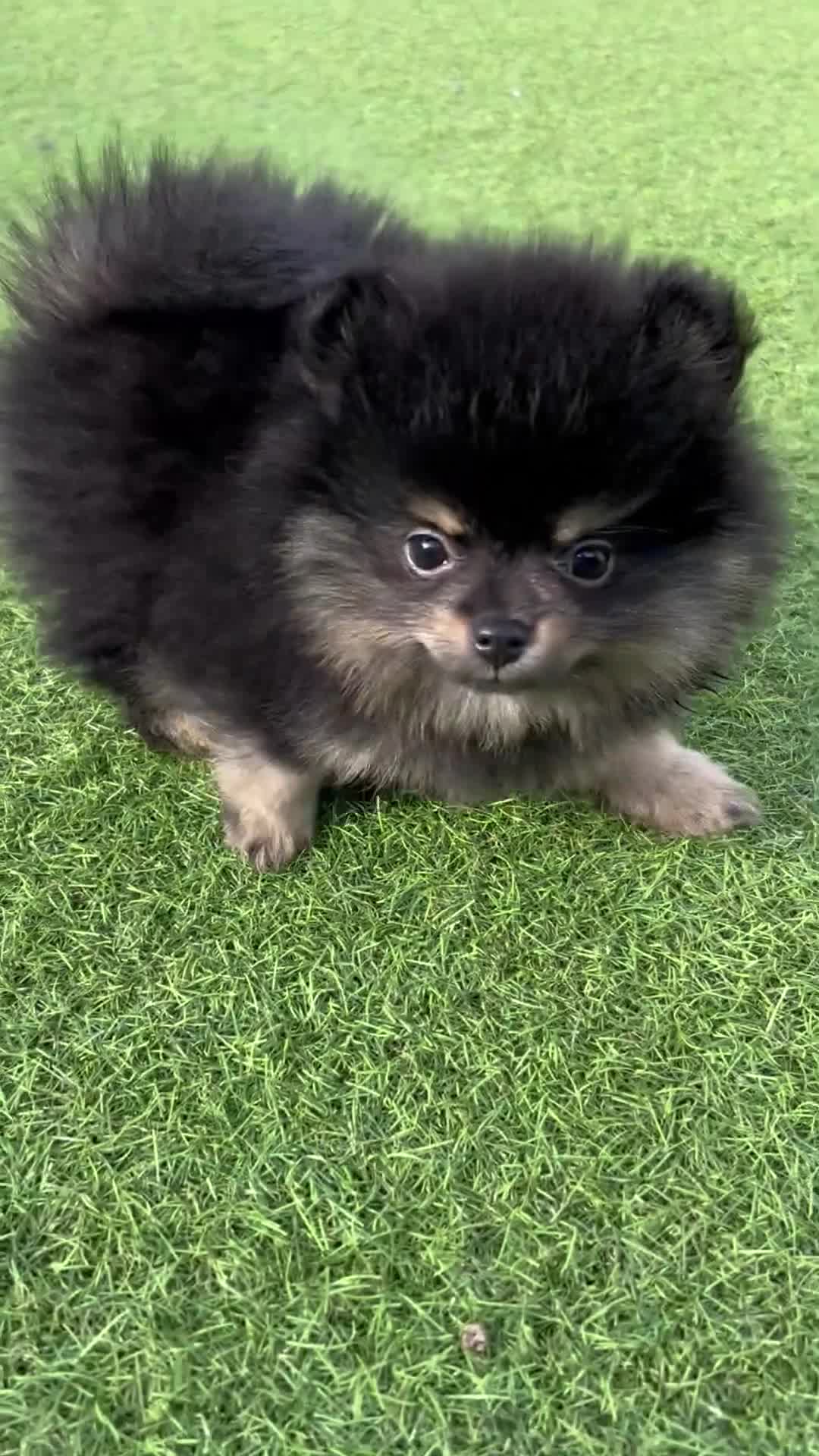 Pomeranian dogs for sale: Black and Tan girl  - Video 1