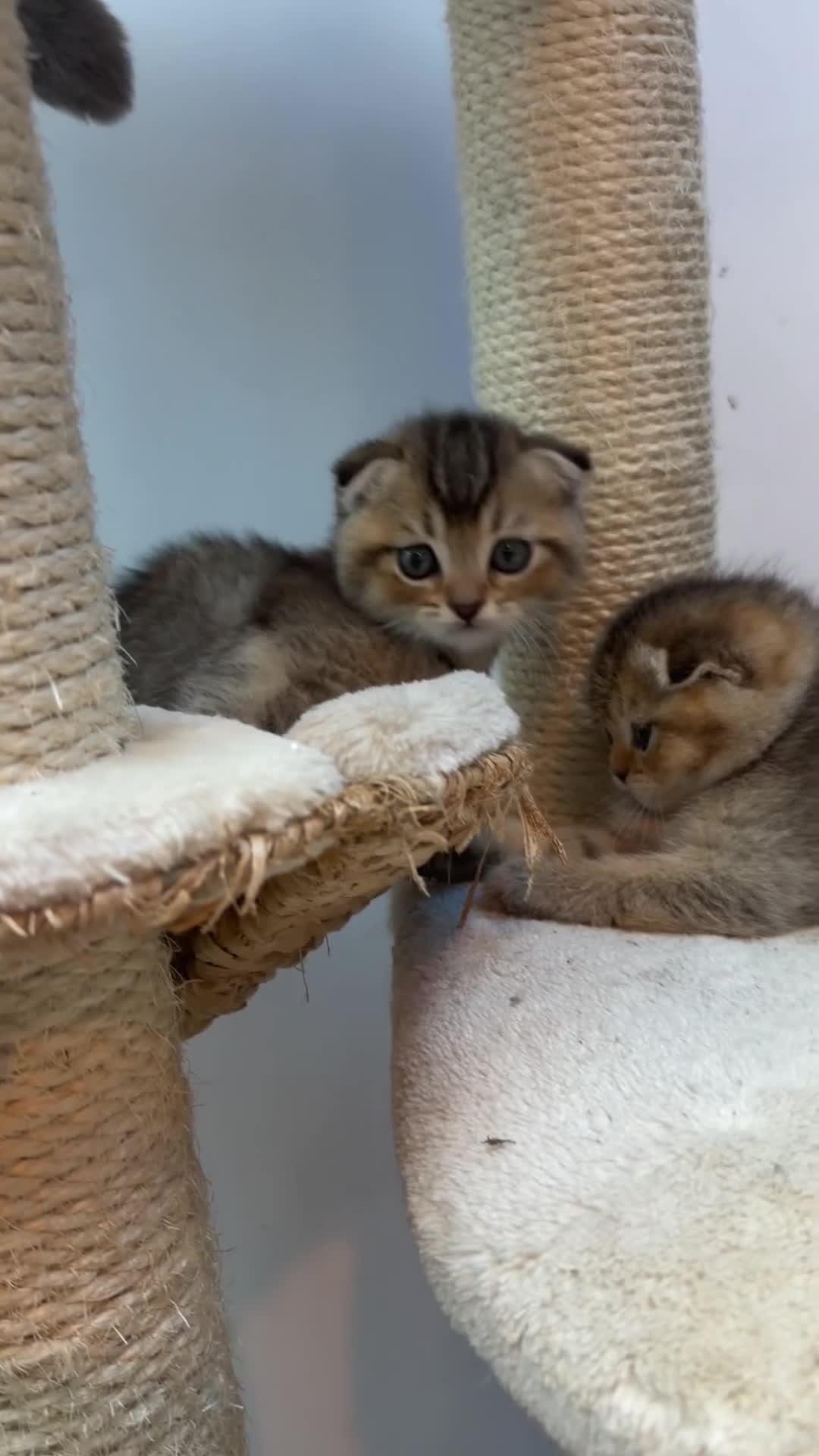 Scottish Fold cats for sale: Champion bloodlines Scottish Fold-Straight Kittens - Video 3