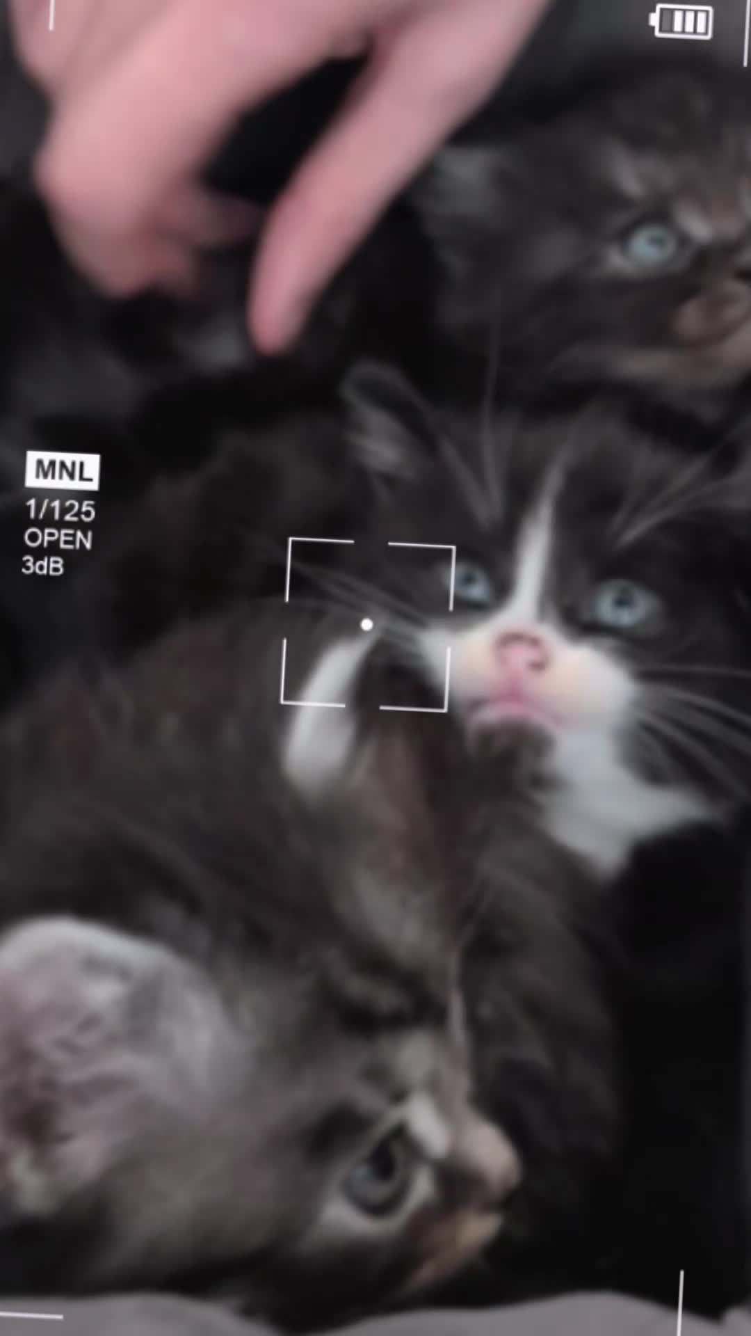 Siberian cats for sale: ✨ Beautiful kittens looking for loving homes ✨ in Eastleigh - Video 5