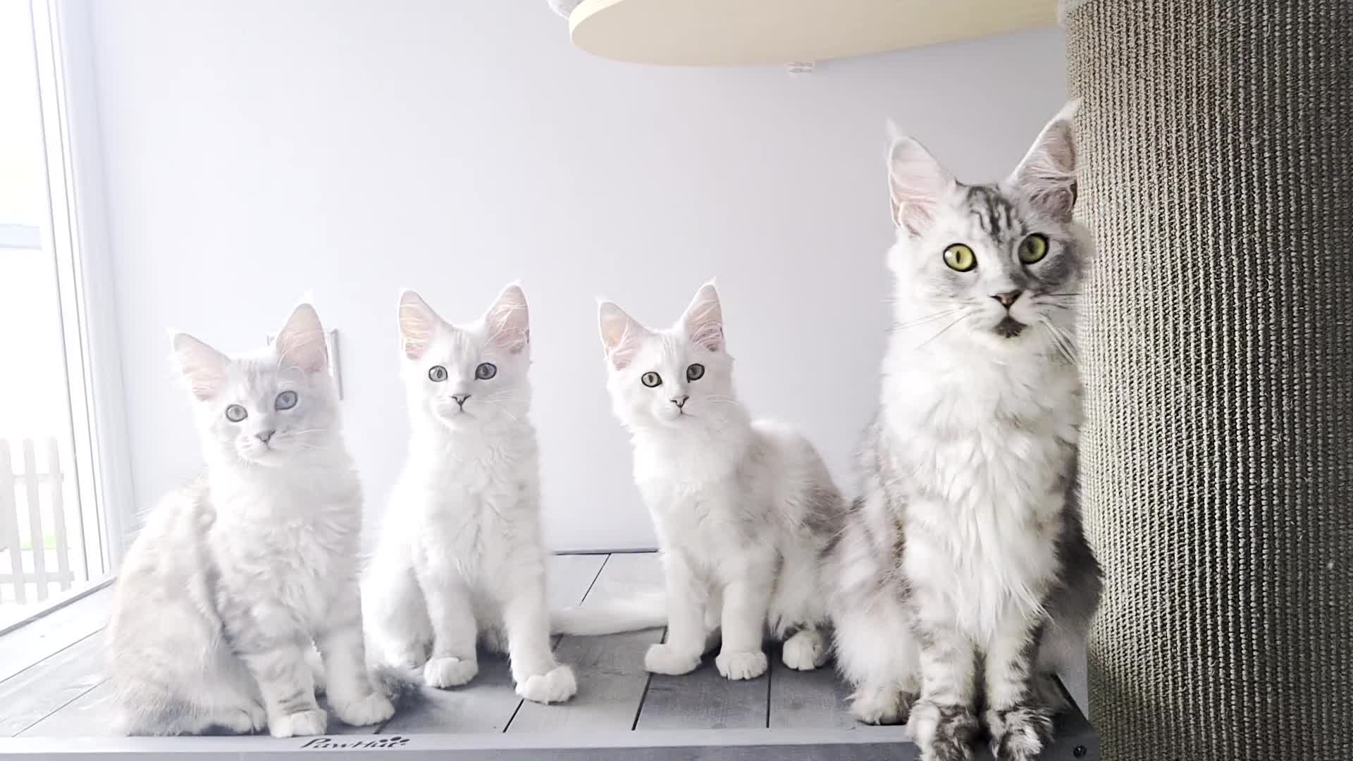 Maine Coon cats for sale: Maine Coon Kittens Looking for Loving Homes - Video 2