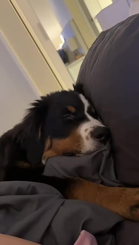 Bernese Mountain Dog dogs for sale: Bernese x border collie  in Kingston upon Thames - Video 1