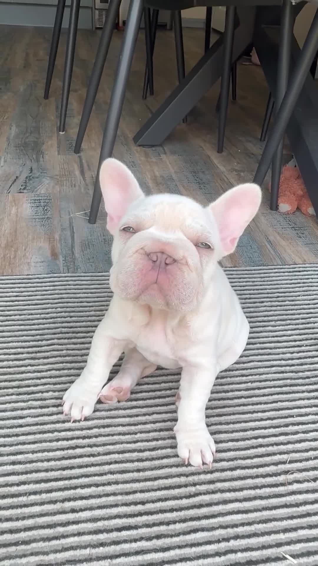 French Bulldog dogs for sale: She was my keeper. STUNNING French Bulldog Girl - Video 1