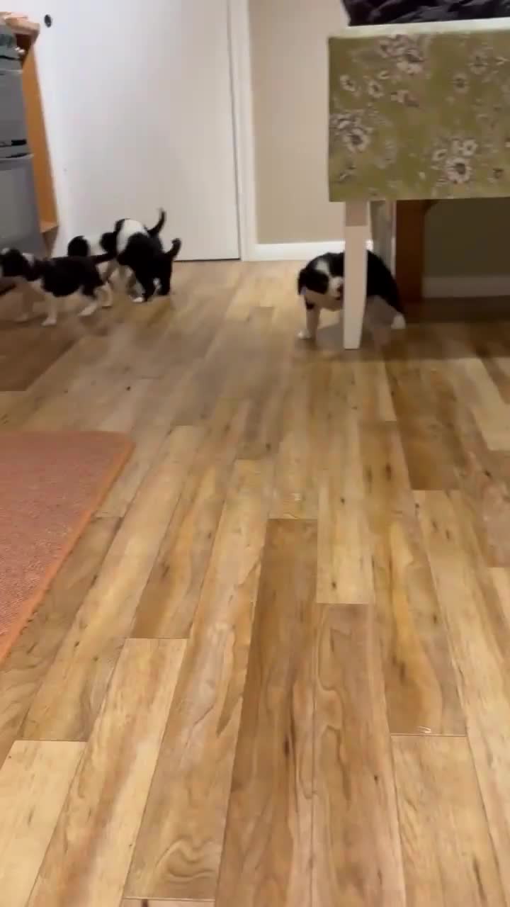 Sprollie dogs for sale: 3 beautiful sprollie pups - Video 1