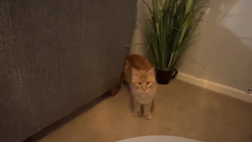 Maine Coon cats for sale: Russian /xxl maine coon - Video 1