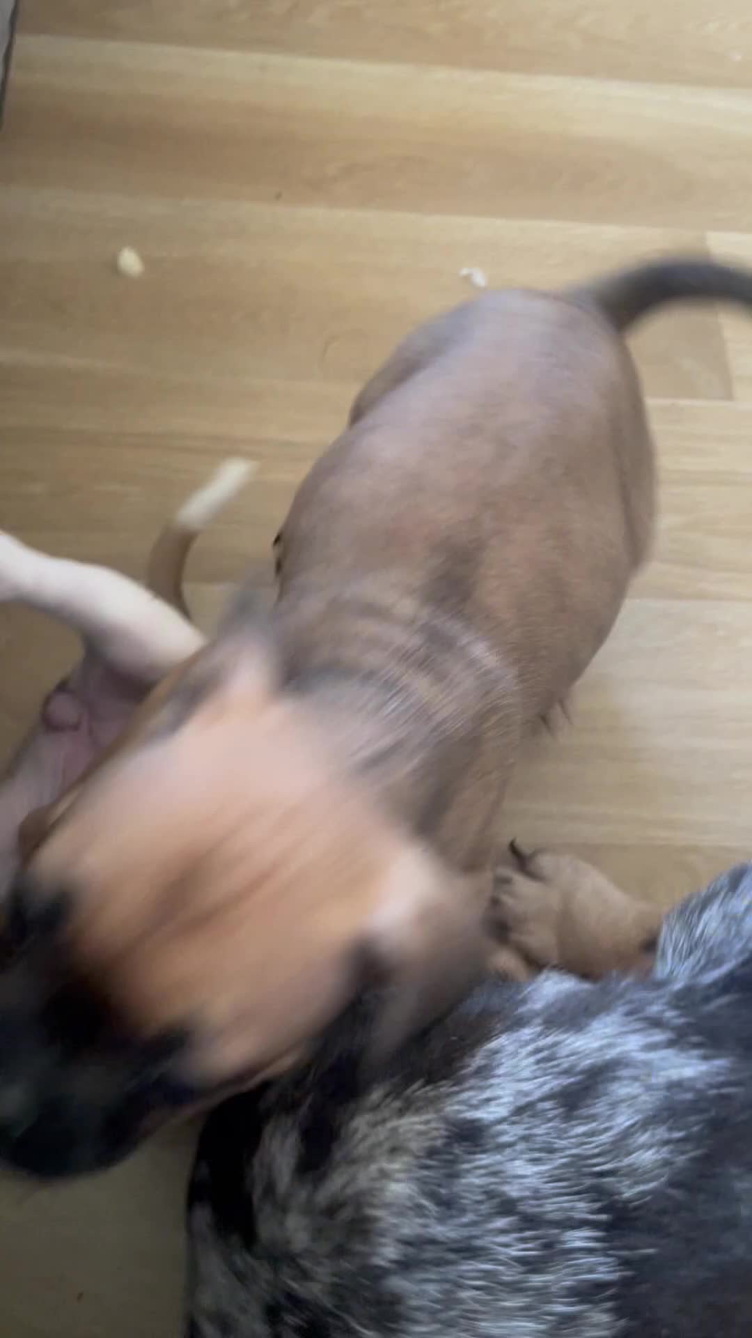 Mixed Breed dogs for sale: 1/7 gorgeous rare French American Bulldogs - Video 2