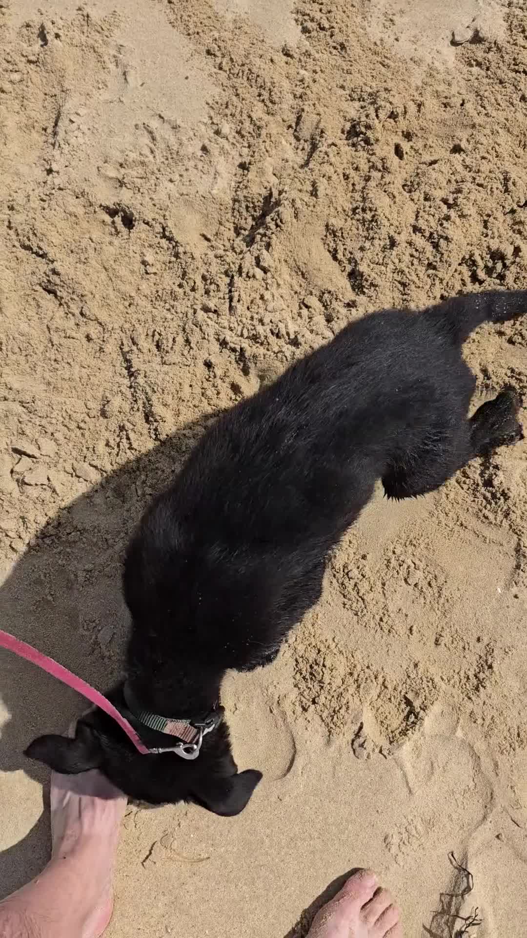 Mixed Breed dogs for sale: Tilly the Sheprador GSD/Lab cross - Video 2