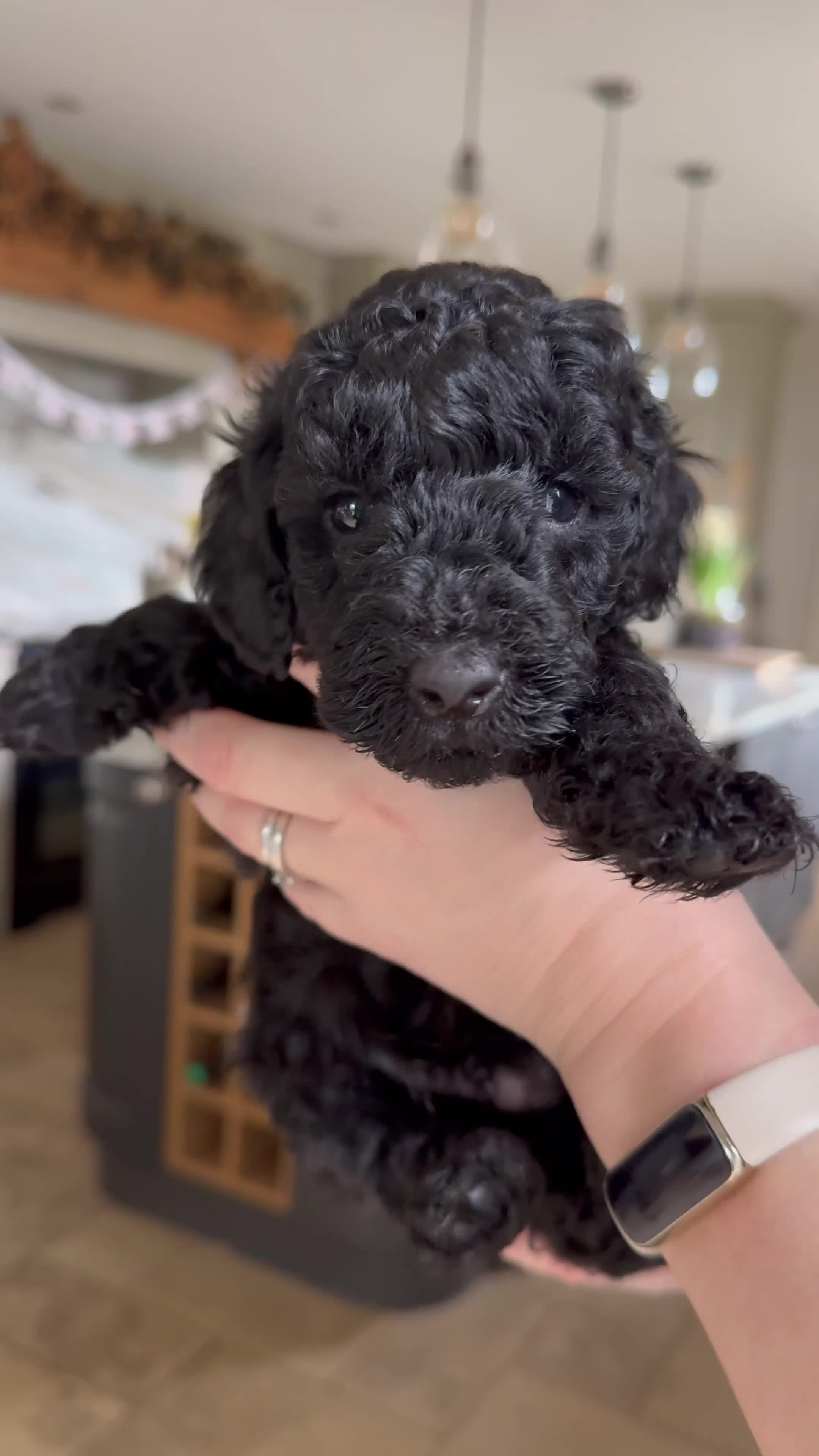 Australian Labradoodle dogs for sale: Two Australian Labradoodle puppies - Video 5