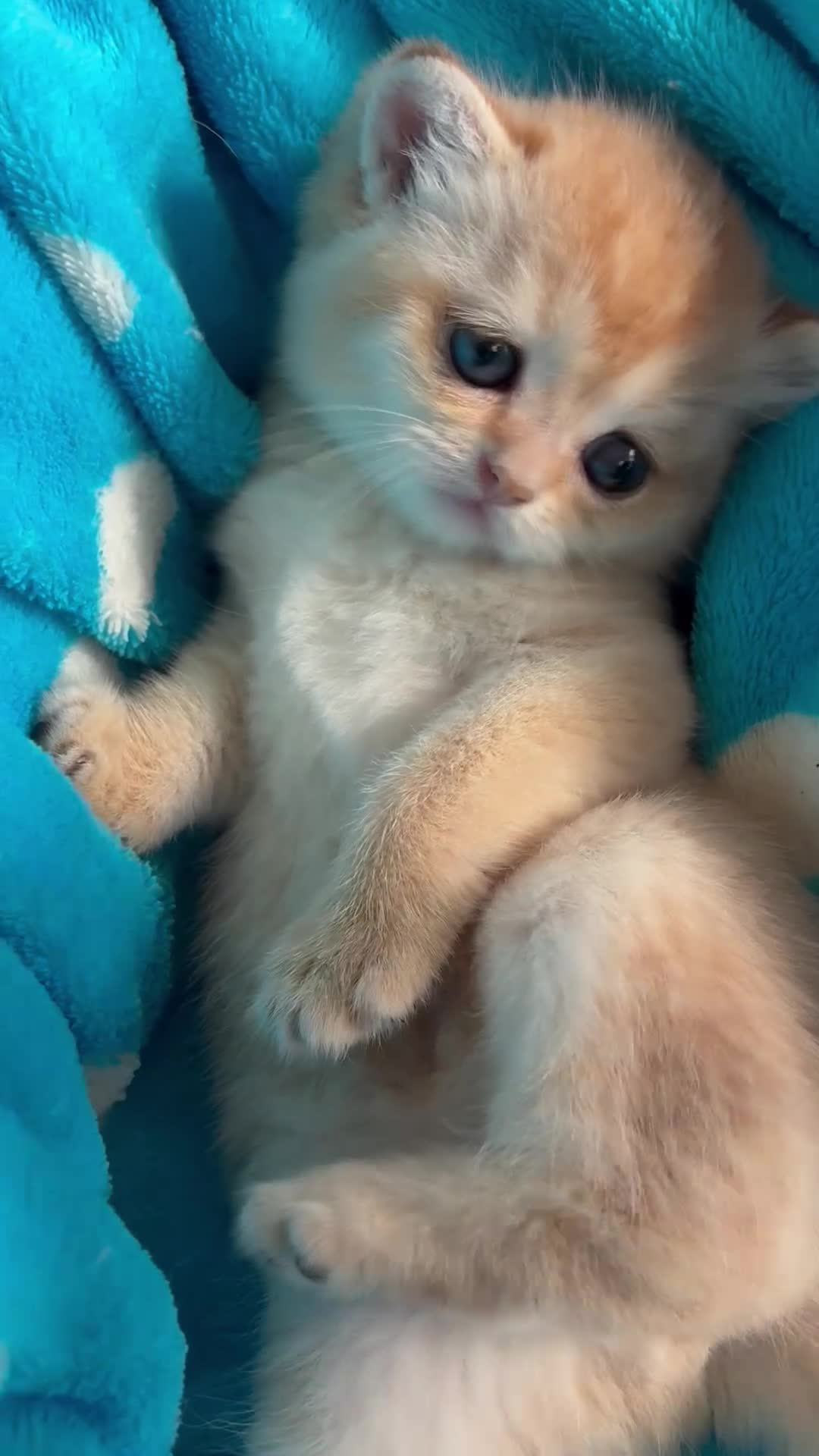 British Shorthair cats for sale: Adorable lilac golden Kittens Seeking Homes 🌟 - Video 1