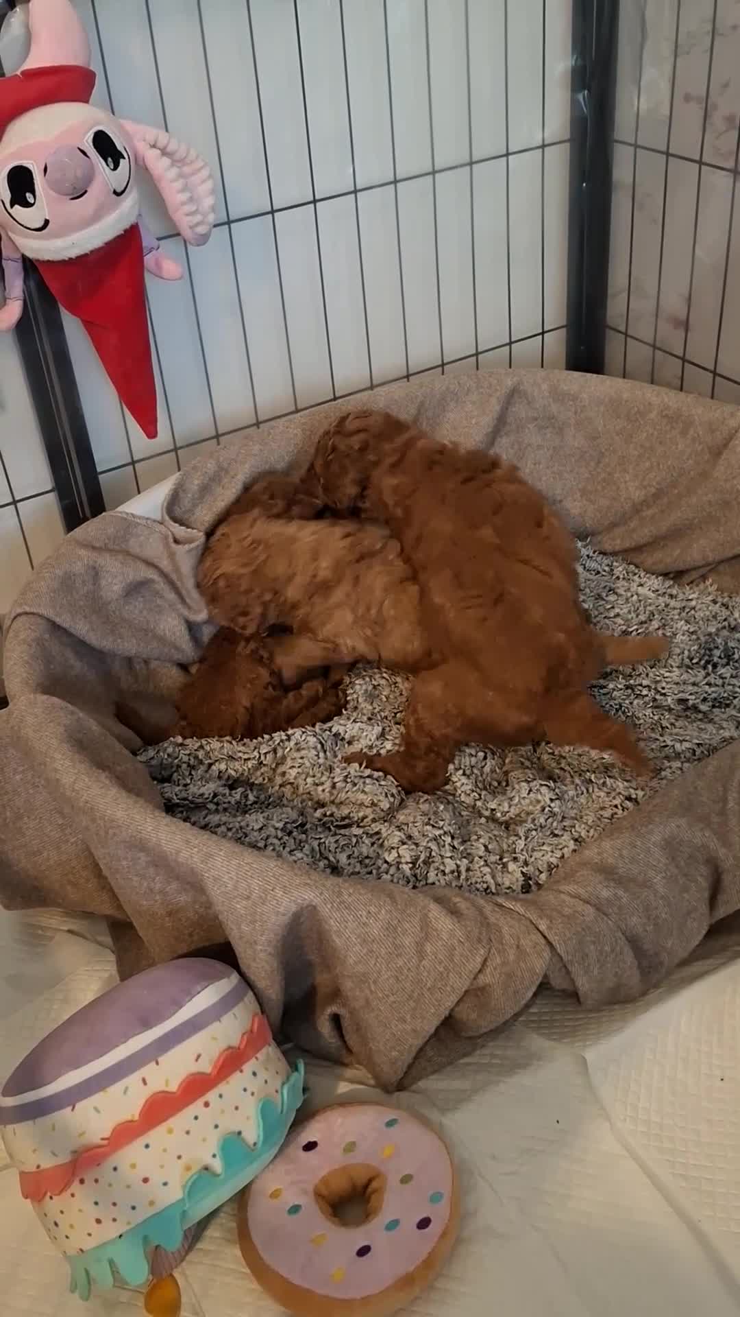 Toy Poodle dogs for sale: Toy poodle apricot boy  - Video 1