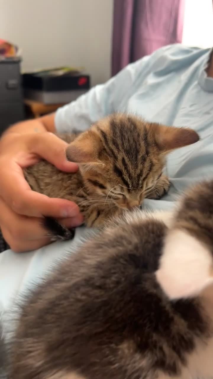 Tibetan cats for sale: 4 female kittens ready for new homes - Video 2
