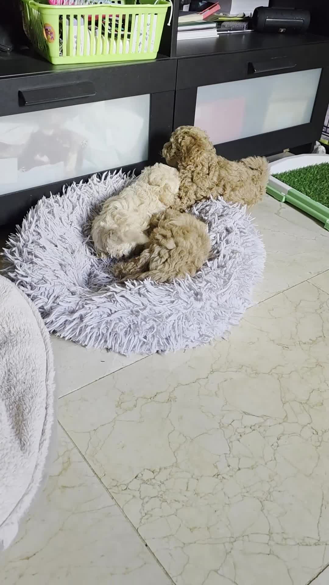 Maltipoo dogs for sale: Maltipoo/toy poodle  - Video 2