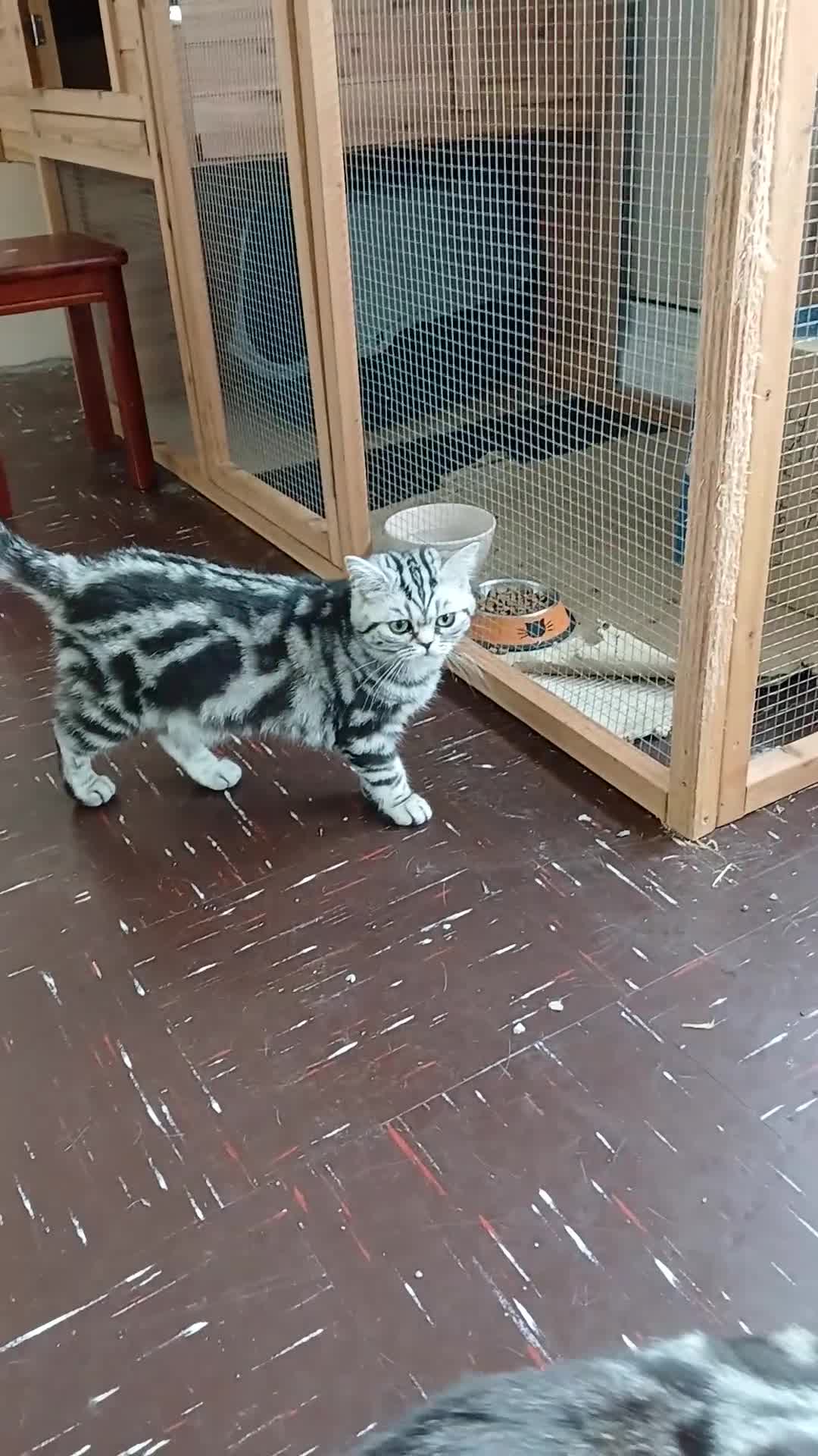 British Shorthair cats for sale: BSH.Silver Classic Black Tabby. - Video 1