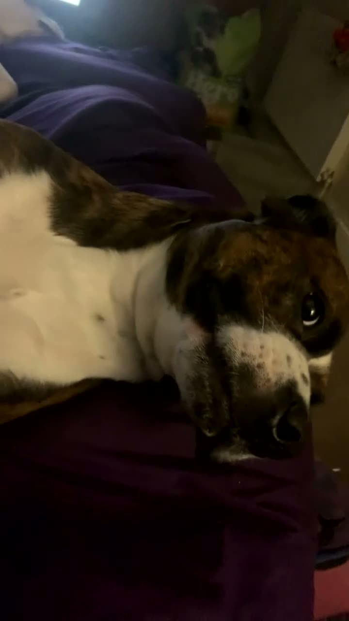 Staffordshire Bull Terrier dogs for sale: 3yr old staffy x bulldog  - Video 2