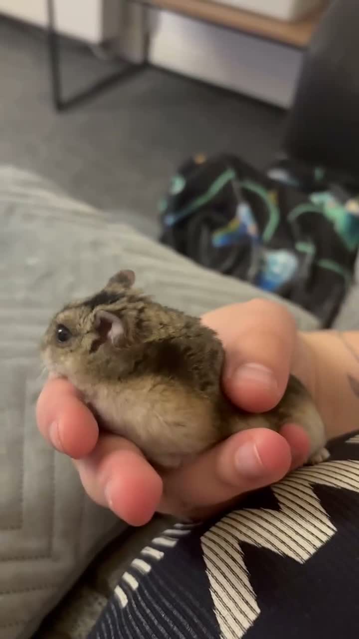 Hamster rodents for sale: Dwarf Hamster  in Glossop - Video 3
