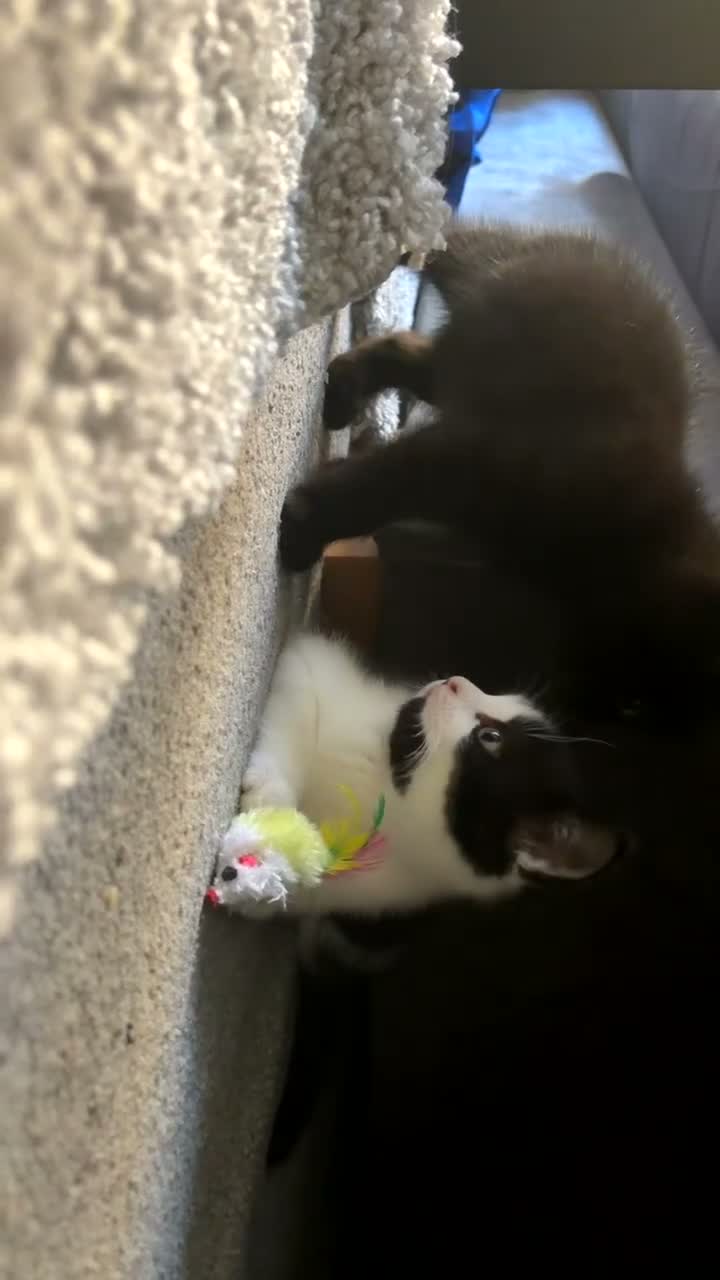 British Longhair cats for sale: 3 beautiful kittens left!!!!  - Video 2