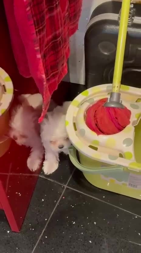 Maltese dogs for sale: Purebred Maltese Puppies for Sale - Video 3