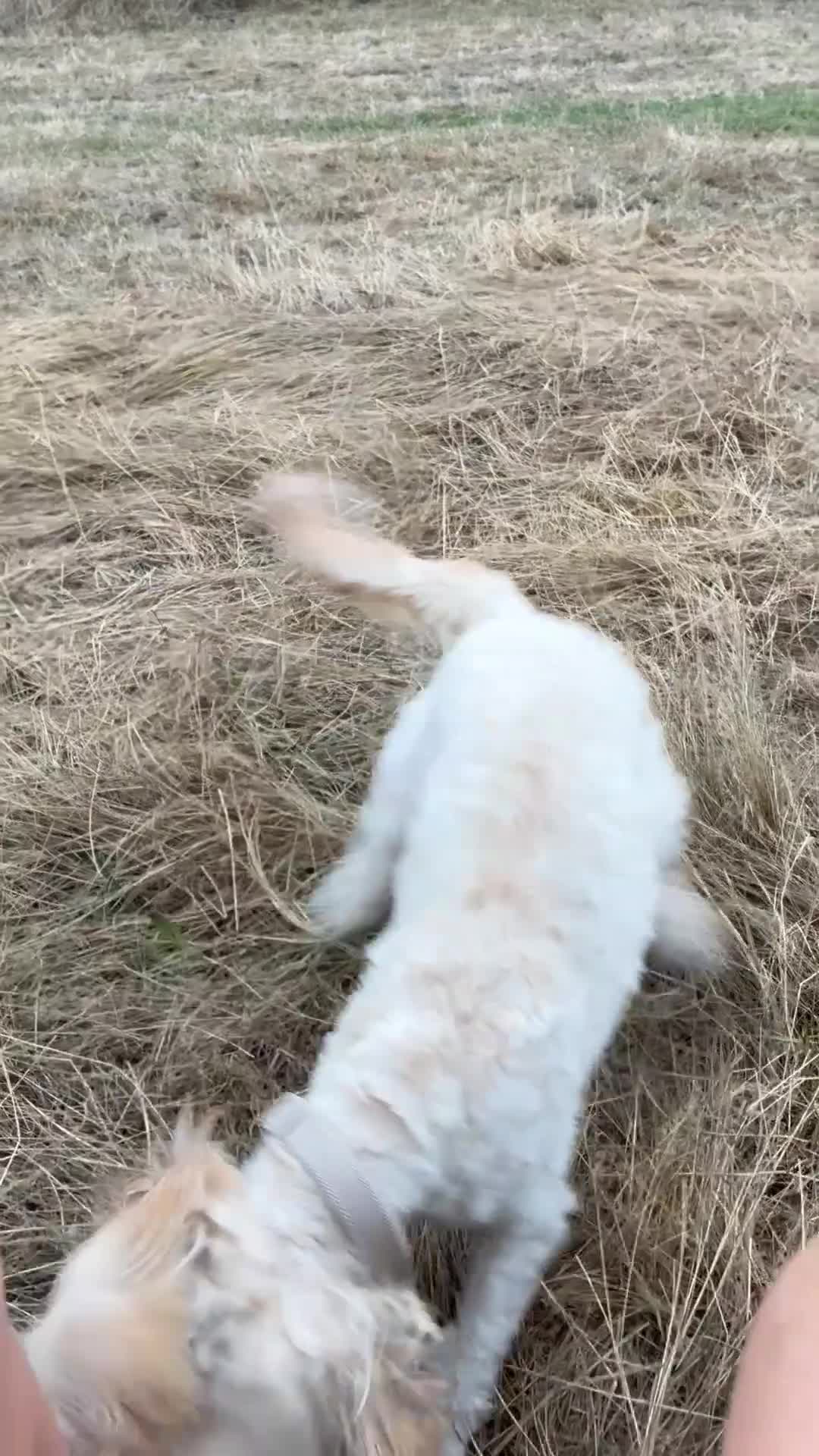 Cockapoo dogs for sale: Fun loving cockapoo - Video 1