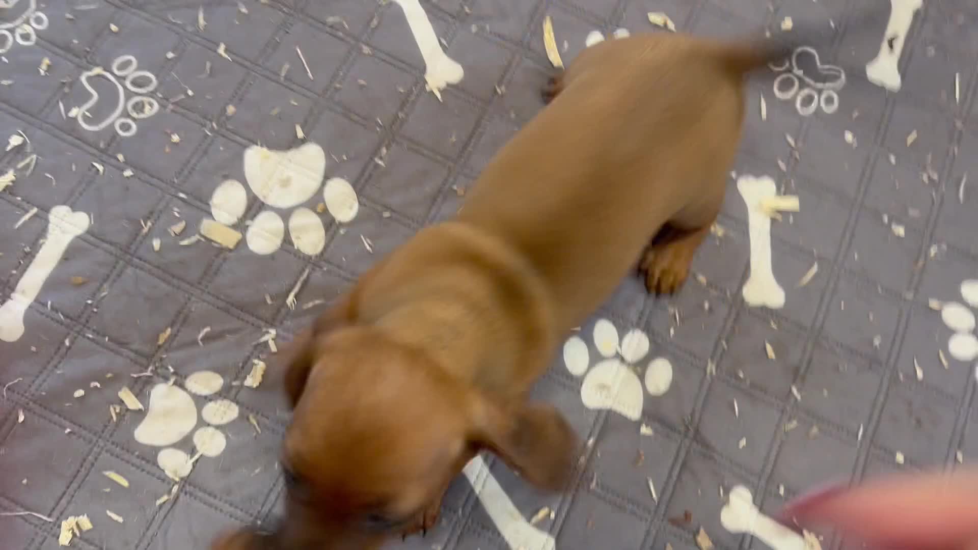 Mixed Breed dogs for sale: Sisters  - Video 1