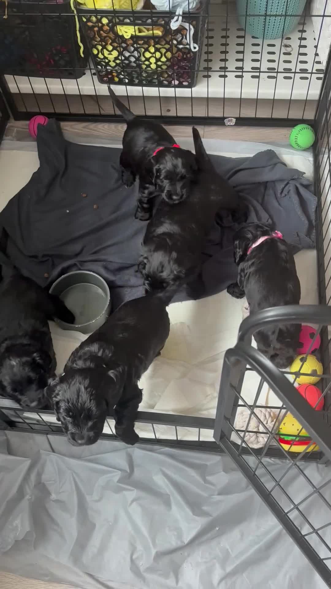 Cockapoo dogs for sale: Beautiful F1 COCKAPOO PUPPIES , 4 BOYS , 2 GIRLS  - Video 1