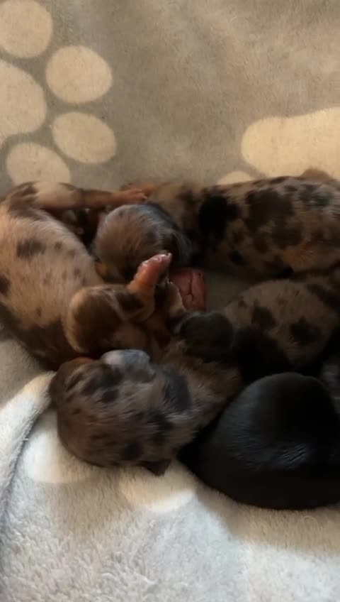 Miniature Dachshund dogs for stud:  Handsome Silver Dapple in Brecon - Video 2