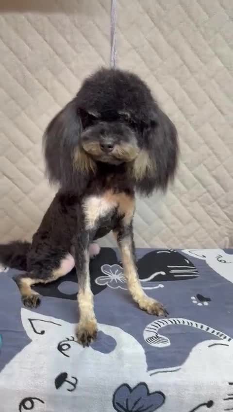 Miniature Poodle dogs for adoption: Lola: The Tiny Poodle Who Survived the Darkness - Video 2