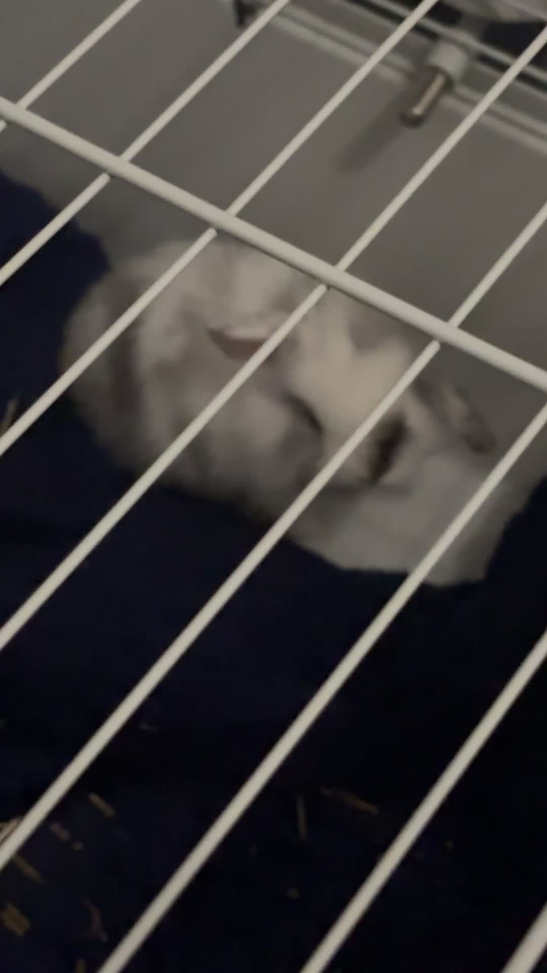 Mini Lion Lop rabbits for sale: Male rabbit - Video 3