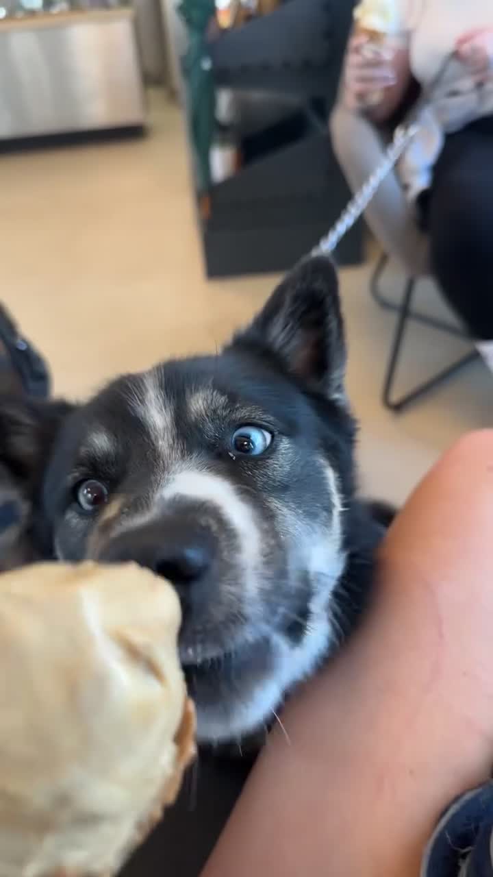 Pomsky dogs for sale: Nala the Pomsky - Video 1