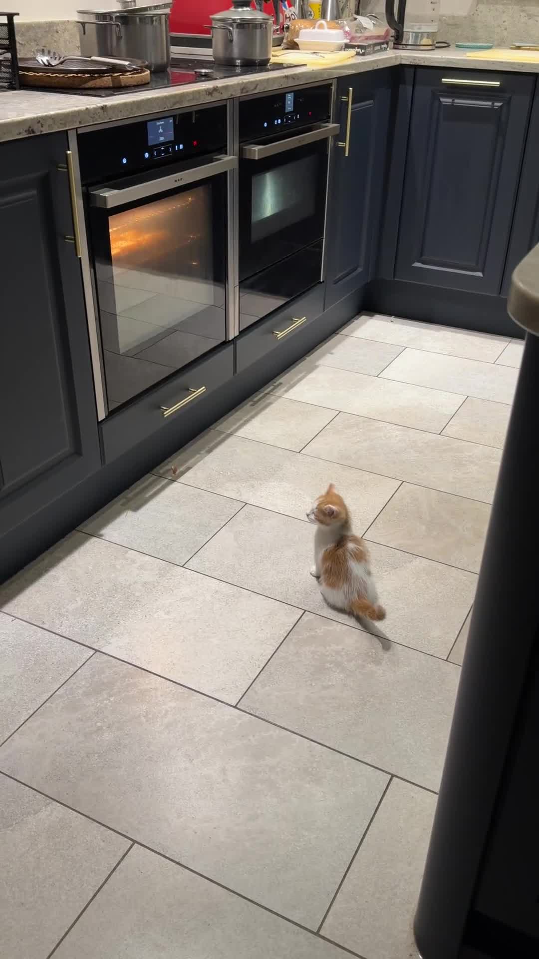 Mixed Breed cats for sale: Gorgeous Little Ginger Boy - Video 1