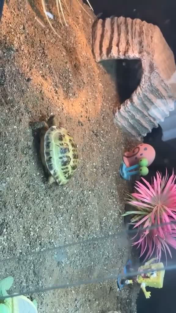 Tortoise reptiles for sale: Horsefield tortoise  - Video 2