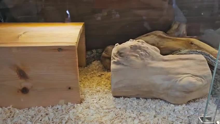 Corn Snake reptiles for sale: Friendly corn snake, vivarium with full set up - Video 1