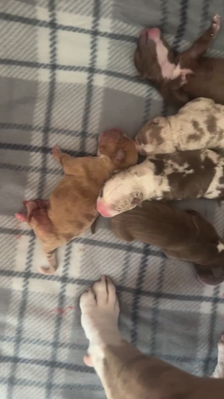 American Bully dogs for sale: American Bully Puppies  - Video 4