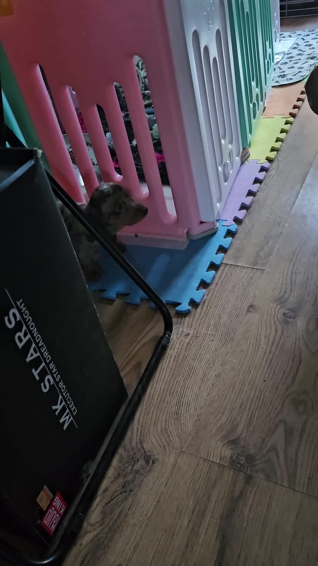 Miniature Dachshund dogs for sale: Two Beautiful Boys - Video 2