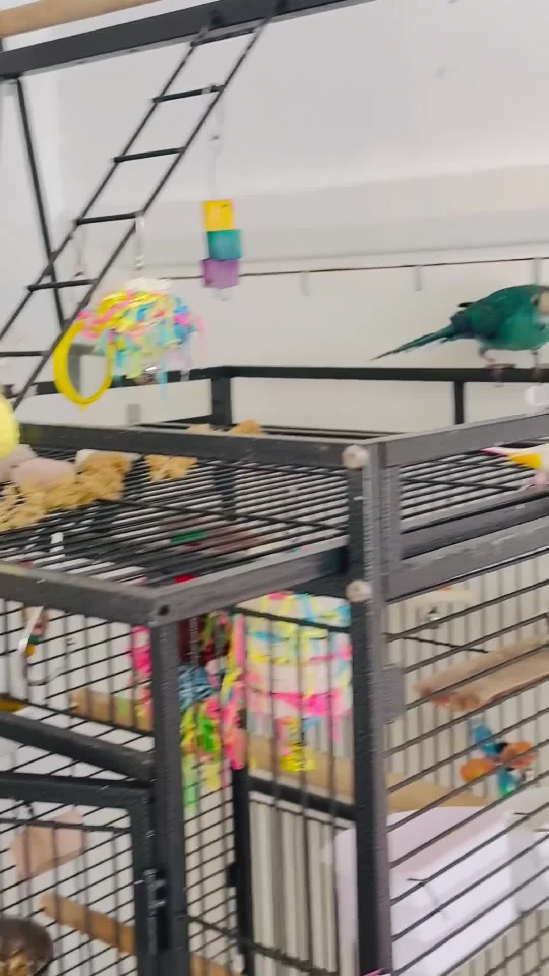 Parrots birds for sale: Bonded pair of kakarikis male and female  - Video 1