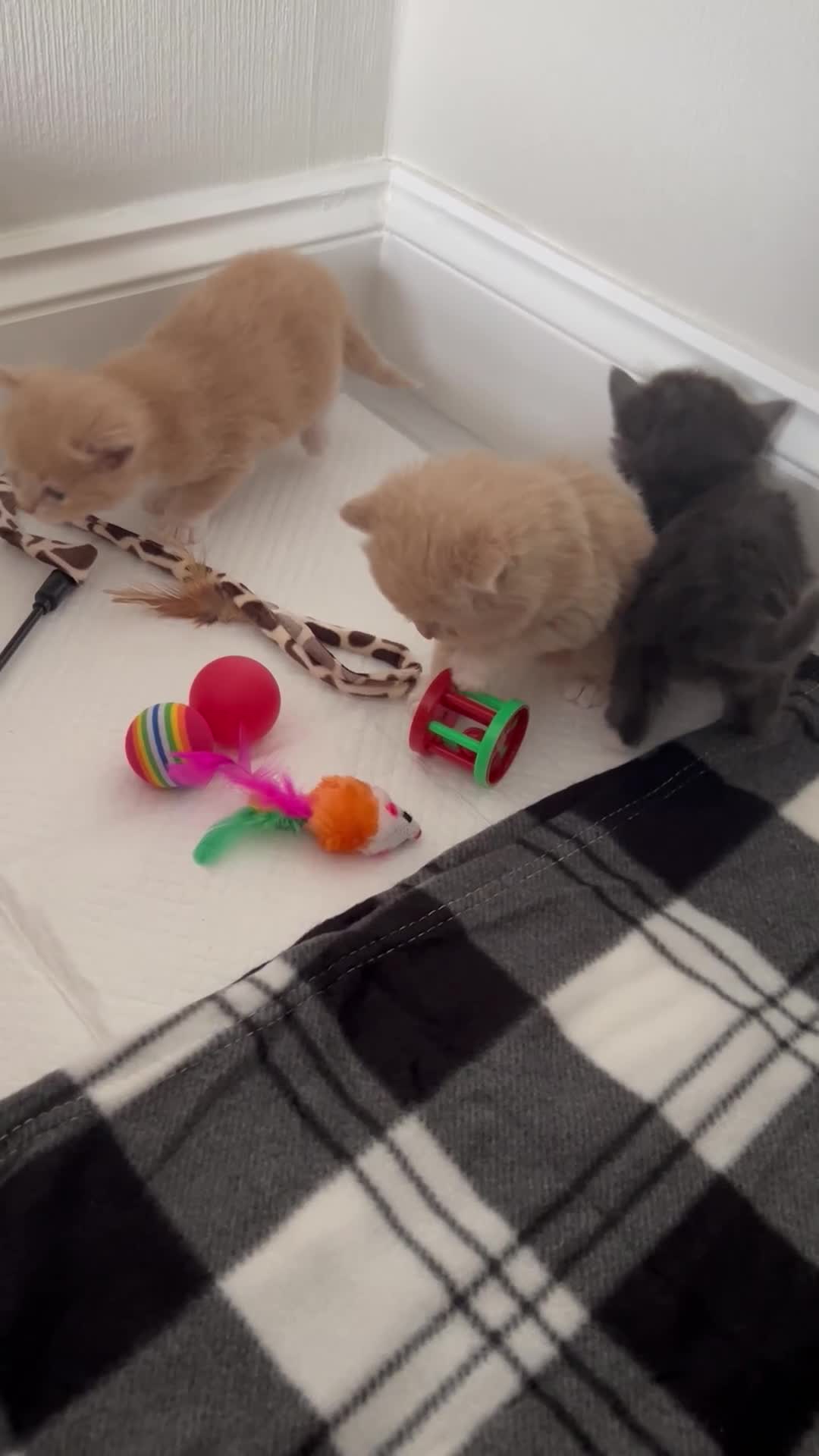 British Longhair cats for sale: Beautiful British longhair kittens - Video 1