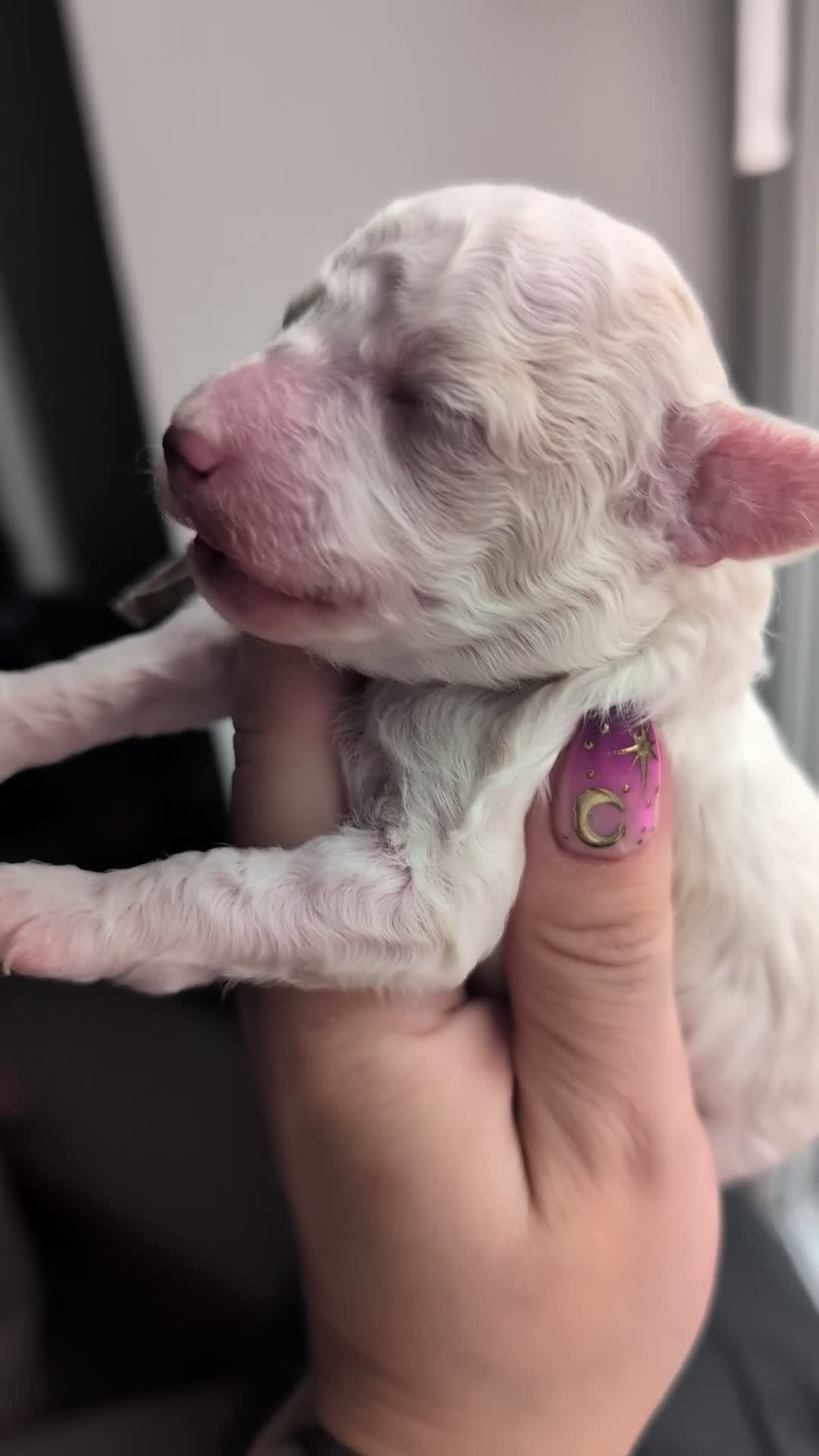 Toy Poodle dogs for sale: KC registered toy poodles  - Video 1