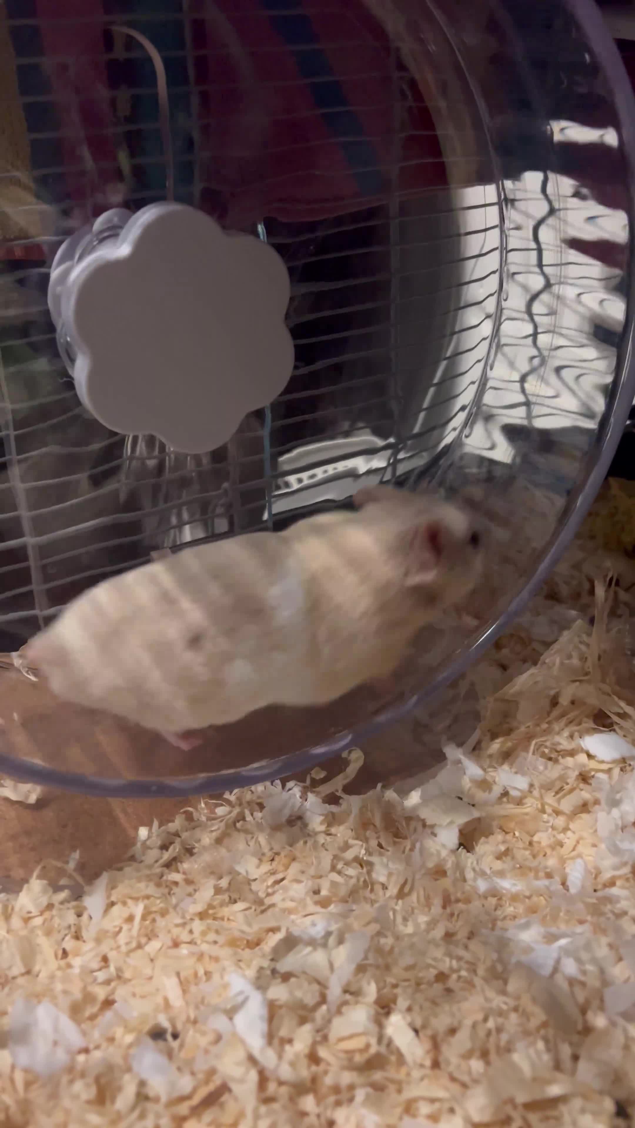 Hamster rodents for sale: Free to Good Home – Gentle & Friendly Hamster 🐹 in Gillingham - Video 1