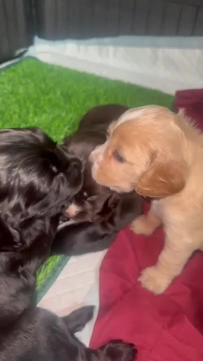 Cocker Spaniel dogs for sale: Working Cocker Spaniel Puppies in Eastbourne - Video 3
